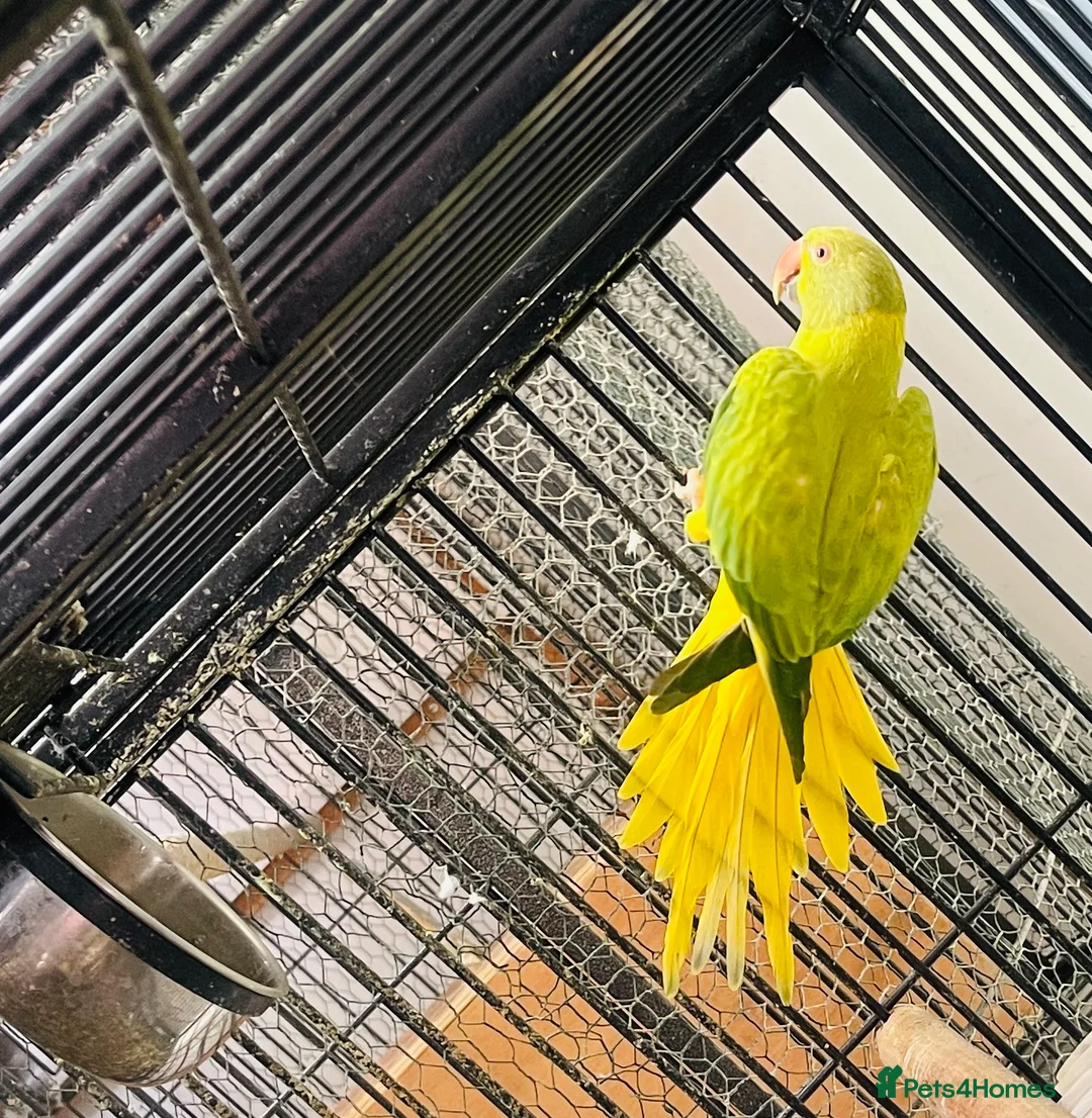 Parakeets birds for sale: Indian Ringneck parrot  - Advert 7