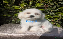 Maltese dogs for sale: Still waiting for love. Beautiful Maltese Puppies - Image 4