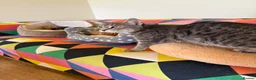 Mixed Breed cats for sale: Beautiful friendly kittens  - Advert 9