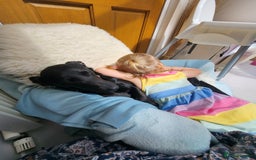 Mixed Breed dogs for sale: Gabby Pattador - Image 3
