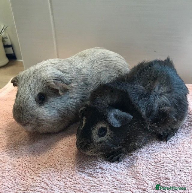 Guinea Pig rodents Tweed Boar and Otter friend - Advert 2