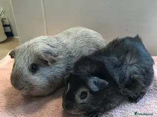 Guinea Pig rodents Tweed Boar and Otter friend - Advert 1