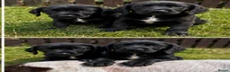Springador dogs for sale: Springador Puppies🐶 - Advert 8