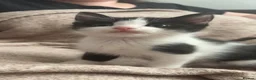 Mixed Breed cats for sale: Ragdoll/MixedBreed Kitten - Advert 3