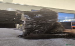 Ragdoll cats for sale: Ragdoll Siberian Kittens in London - Image 9