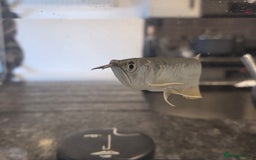 Other/Mixed Breed fish for sale: SLIVER AROWANA - Advert 4