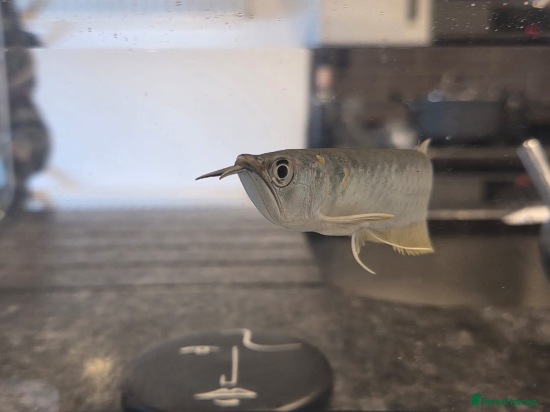 Other/Mixed Breed fish for sale: SLIVER AROWANA - Advert 4