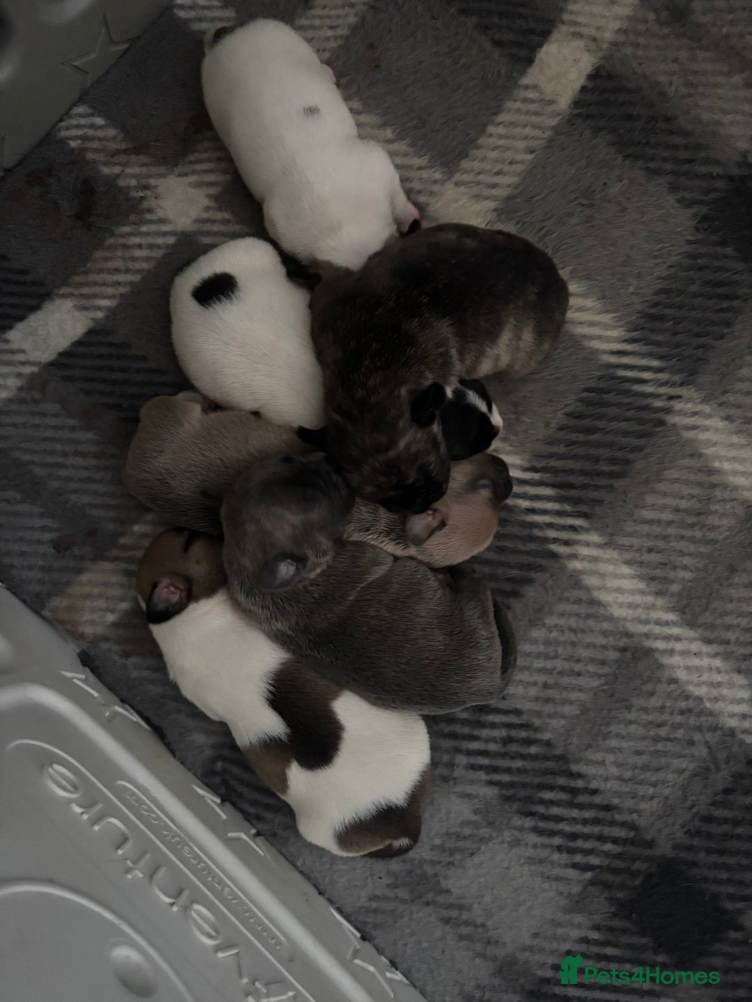 Mixed Breed dogs for sale: French Bull Jacks x 5 (All male)  - Image 4