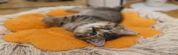 British Shorthair cats for sale: Adorable Kitten Ready For Reservation in Leamington Spa - Advert 9