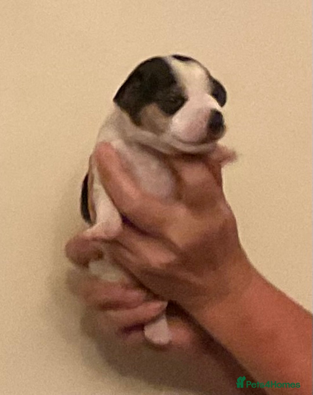 Jack Russell dogs for sale: Jack Russel puppies for sale  - Image 5