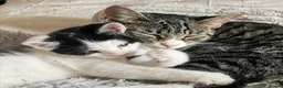 Mixed Breed cats for sale: Adorable Playful Kittens Looking for Forever Homes in London - Advert 15