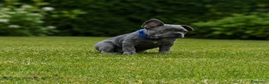 Dark Blue Collar- Lilac Boy