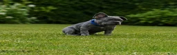 French Bulldog dogs for sale: 4 boys and 1 girl left. KC French Bulldog Puppies - Advert 22