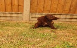 Cocker Spaniel dogs for sale: Cocker Spaniel Puppies - Image 10