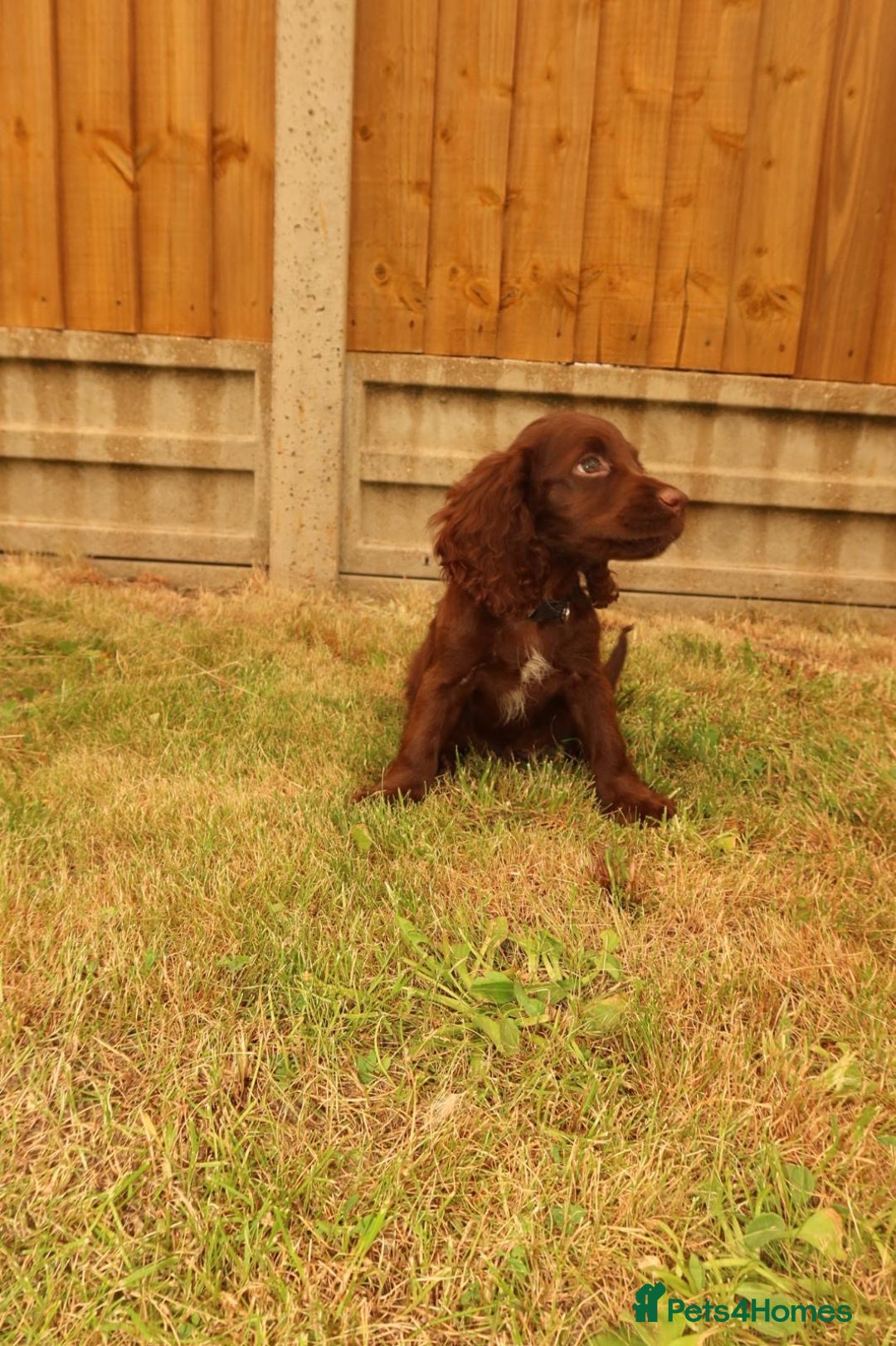 Cocker Spaniel dogs for sale: Cocker Spaniel Puppies - Image 10