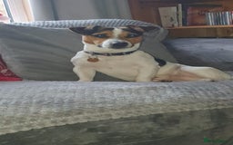 Jack Russell dogs for sale: Jack Russel puppies for sale  - Image 10