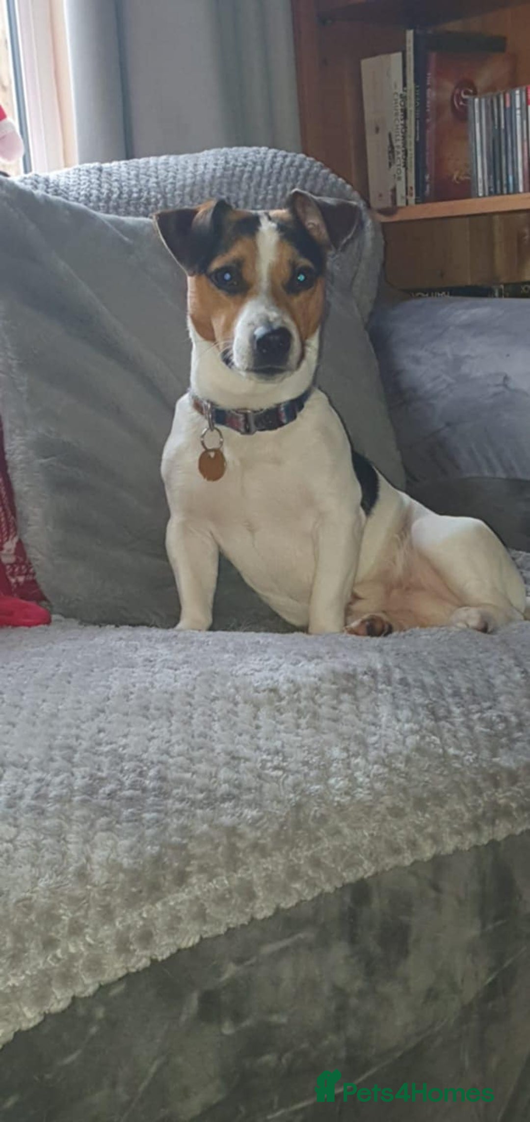 Jack Russell dogs for sale: Jack Russel puppies for sale  - Image 10