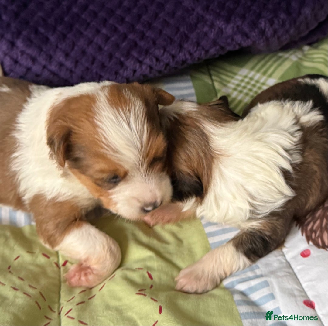 Yorkshire Terrier dogs for sale: Adorable Health Tested Coloured Yorkies (Biewer)  - Advert 8