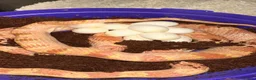 Corn Snake reptiles for sale: Corn snakes cb26 and cb25 available  - Advert 19