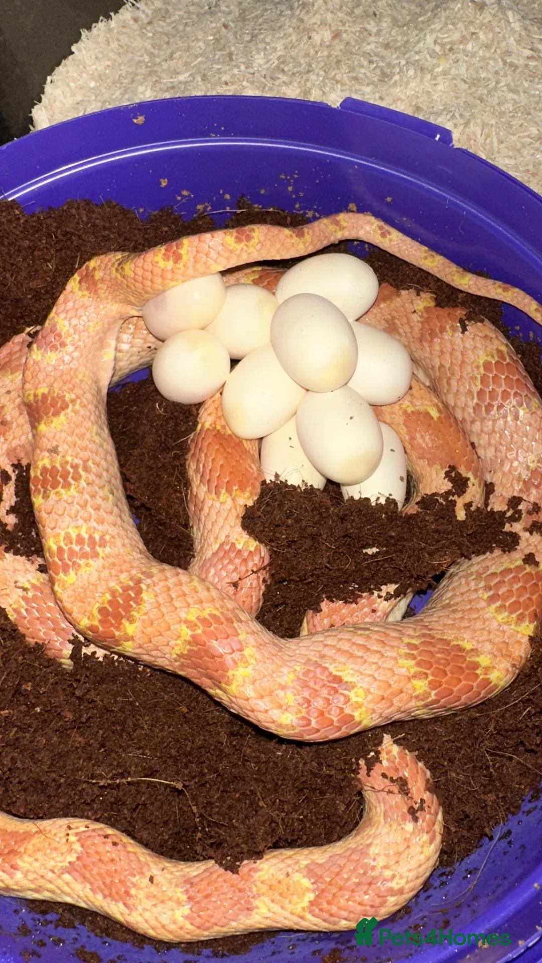 Corn Snake reptiles for sale: Corn snakes cb26 and cb25 available  - Advert 19