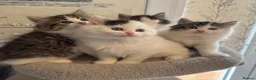 Ragdoll cats for sale: Beautiful Ragdoll kittens - Advert 6