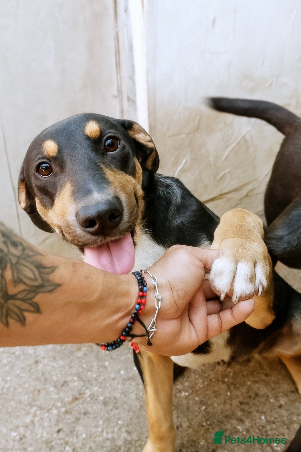 Mixed Breed dogs 🐾 Ollie – a soft soul waiting for kindness ❤️ - Advert 17