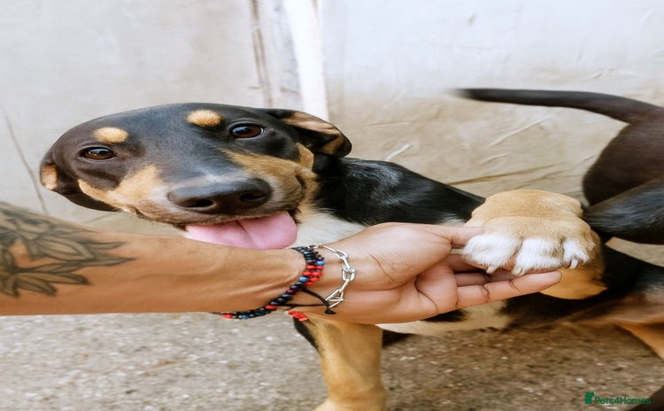 Mixed Breed dogs 🐾 Ollie – a soft soul waiting for kindness ❤️ - Advert 1