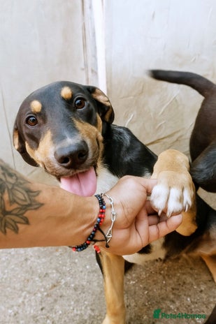 Mixed Breed dogs 🐾 Ollie – a soft soul waiting for kindness ❤️ - Advert 1