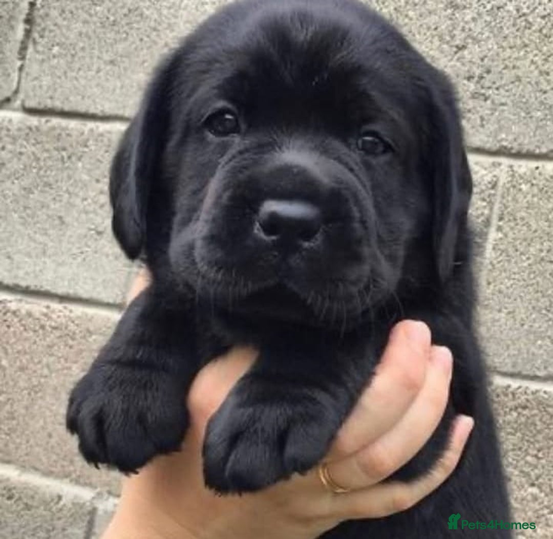 Labrador Retriever dogs for sale: Stunning kc reg Labrador puppies - Image 4