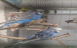 Parrots birds for sale: X BIRDS/PARAKEETS/PARROTS AVAILABLE X - Image 16