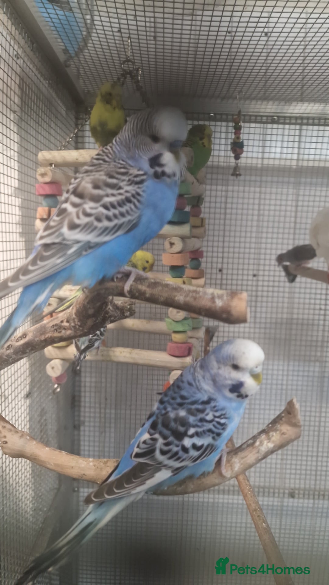 Parrots birds for sale: X BIRDS/PARAKEETS/PARROTS AVAILABLE X - Image 16