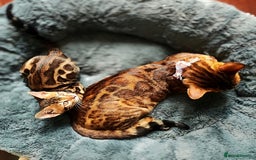 Bengal cats for sale: 🔥The Cutest Bengals in the UK? Come See 😺 🐾 - Image 11