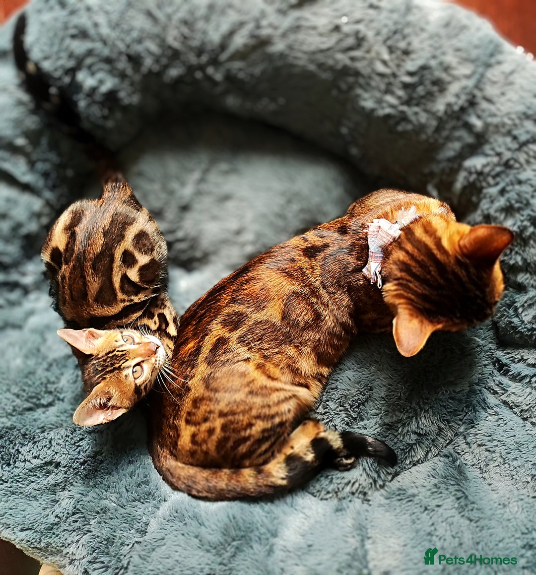 Bengal cats for sale: 🔥The Cutest Bengals in the UK? Come See 😺 🐾 - Image 11