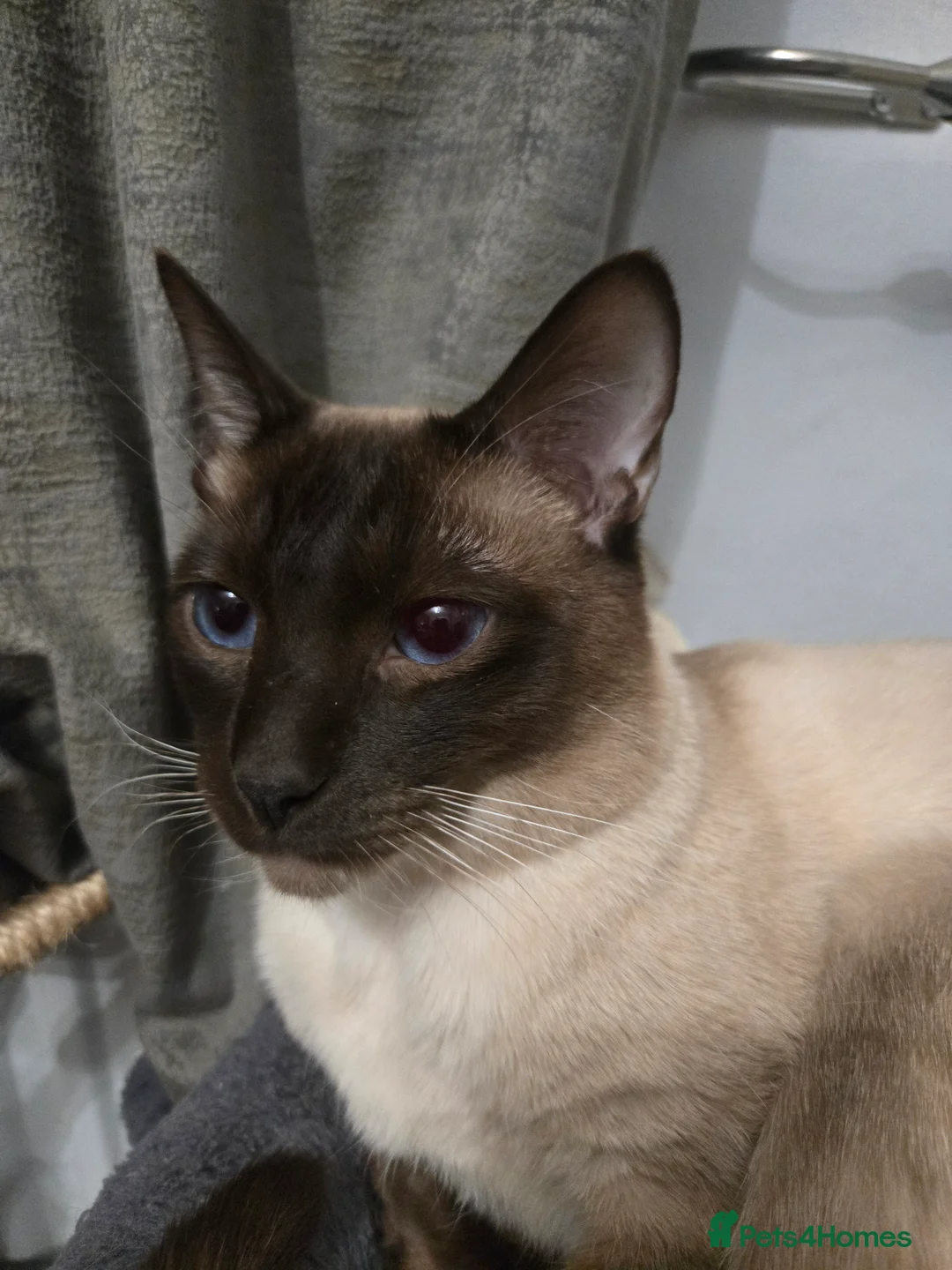 Siamese cats for sale: Beautiful siamese boys and girls  - Advert 24