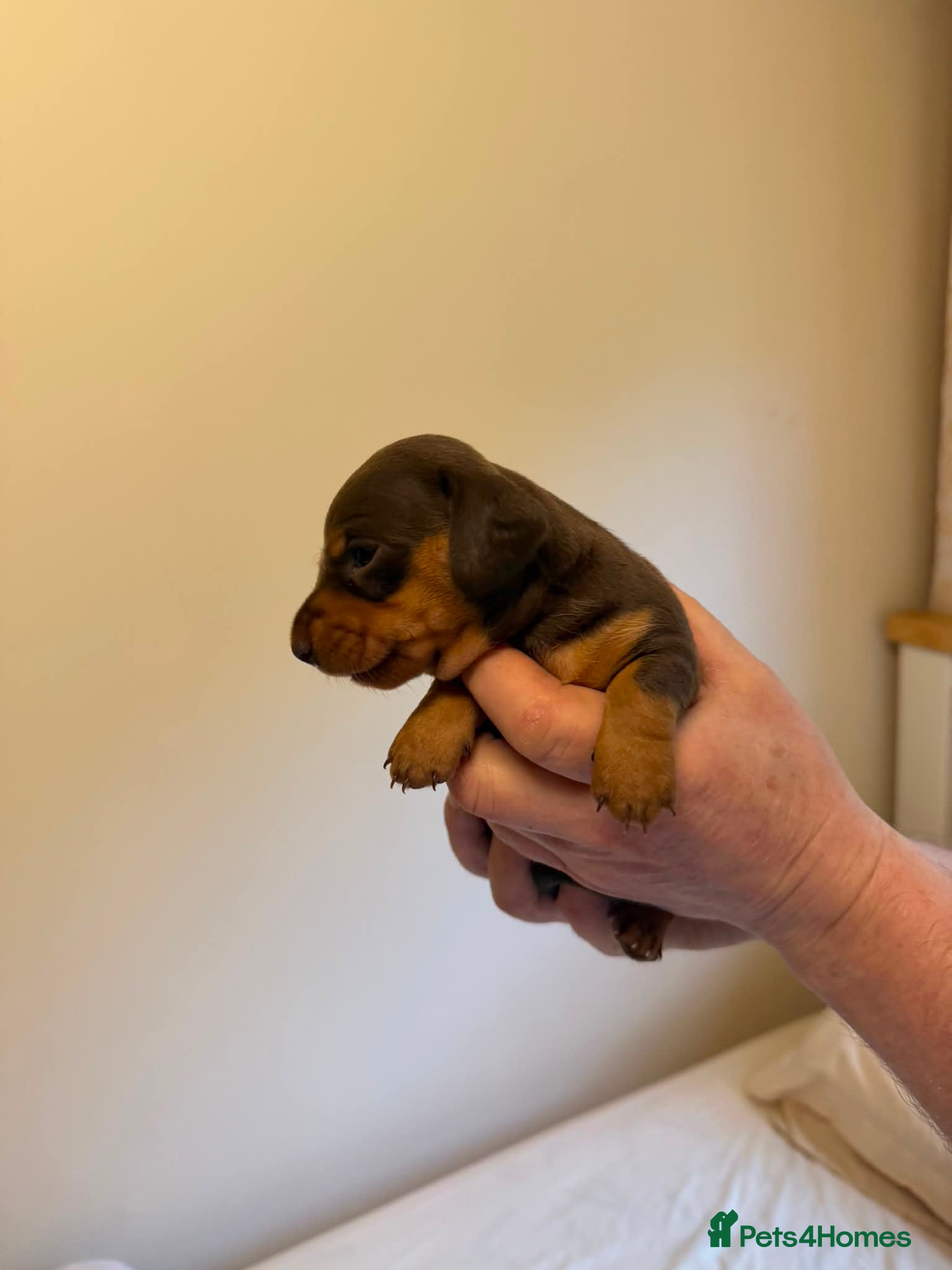 Miniature Dachshund dogs BEAUTIFUL MINI DACHSHUNDS  - Advert 2