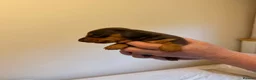 Miniature Dachshund dogs for sale: BEAUTIFUL MINI DACHSHUNDS  in Melrose - Advert 2