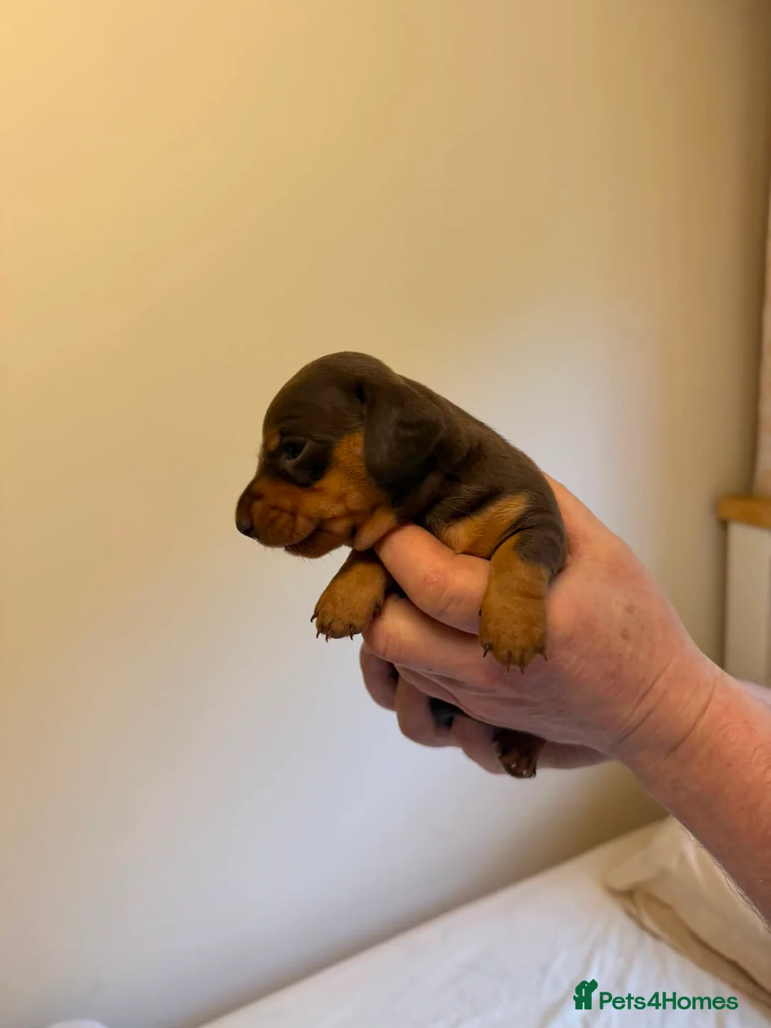 Miniature Dachshund dogs for sale: BEAUTIFUL MINI DACHSHUNDS  in Melrose - Advert 2