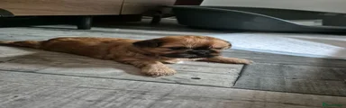 Shih Tzu 4