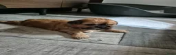 Shih Tzu dogs for sale: 4 Female Imperial ShihTzu Puppies for Sale - Advert 7