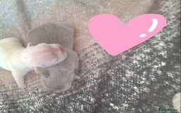 French Bulldog dogs for sale: Female White french bulldog - Image 3