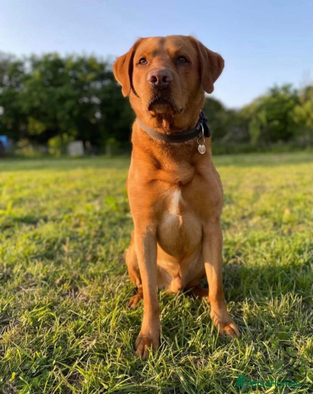 Cockerdor dogs for sale: Beautiful litter of cockerdors - Advert 5