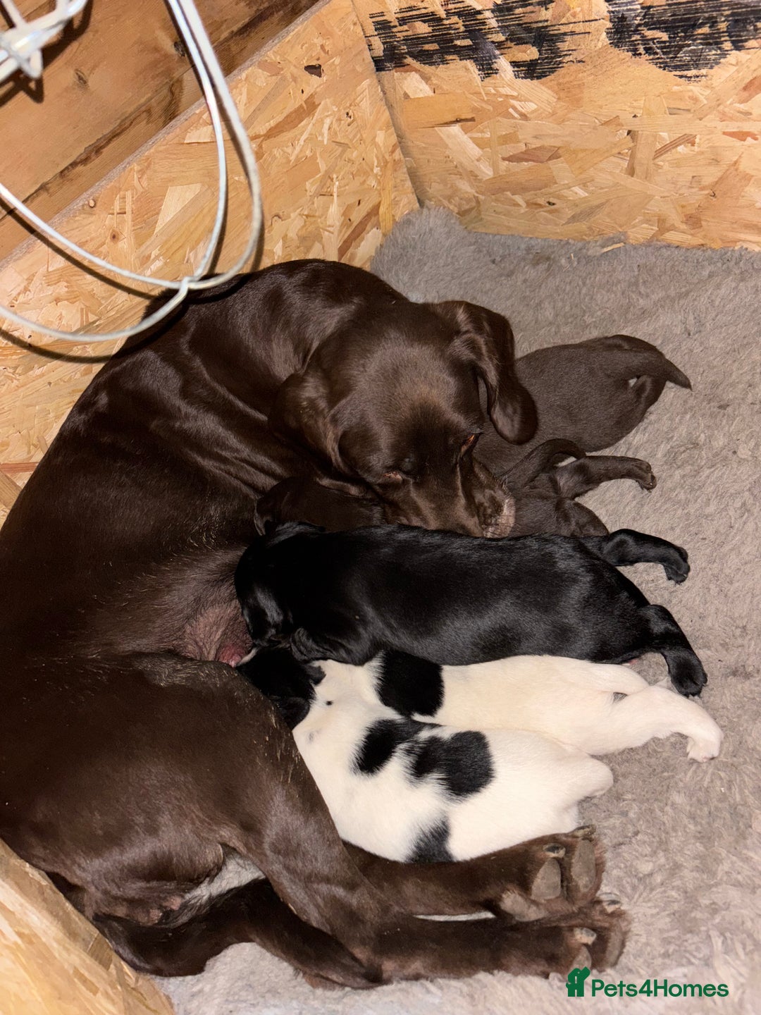 Springador dogs for sale: Springador Puppies - Advert 22