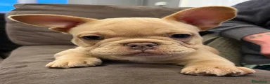 French Bulldog Puppy male