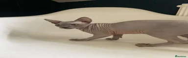 Sphynx 1