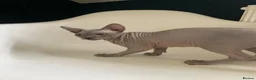 Sphynx cats for sale: Amazing Sphynx  - Advert 4