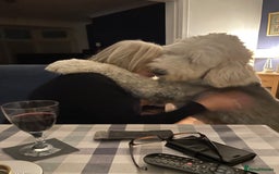 Old English Sheepdog dogs for sale: Old English puppies - Image 17