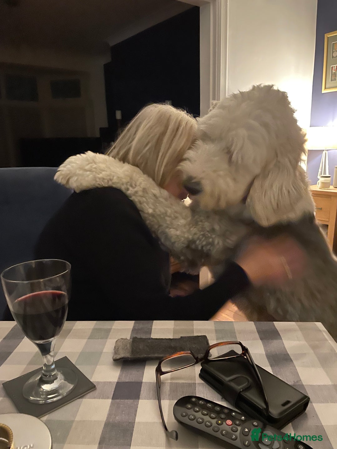 Old English Sheepdog dogs for sale: Old English puppies - Image 17