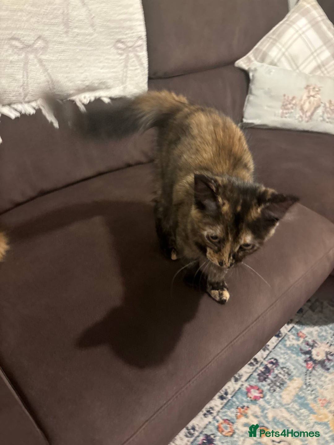 Mixed Breed cats for sale: Two lovely girls needing new home  - Image 5