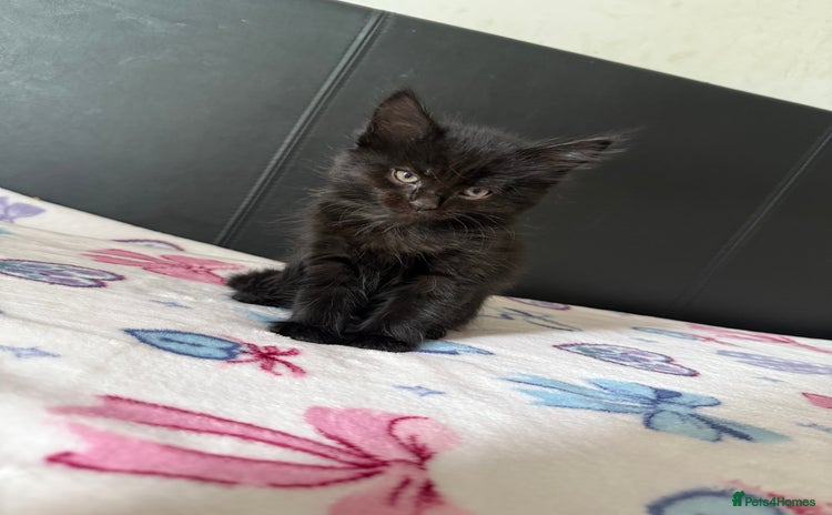 Maine Coon cats - Advert 12