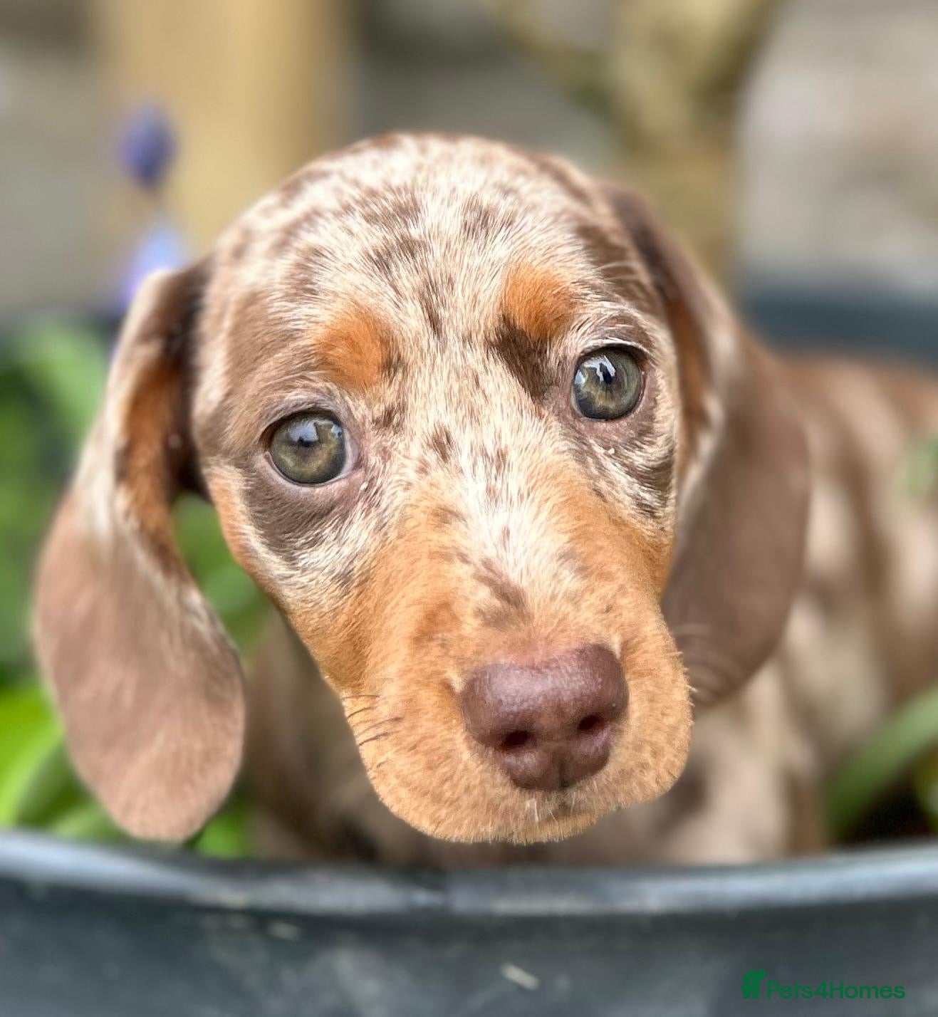 Miniature Dachshund dogs KC Registered Miniature Dachshunds - Advert 2